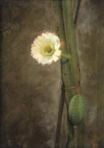 Study of a cacti in flower by 
																	Frederik Christian Camradt
