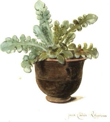 Succulent in a pot by 
																	Arnoldus Syens