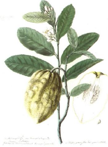 Botanical drawing of a lemon plant by 
																	J Tarrant