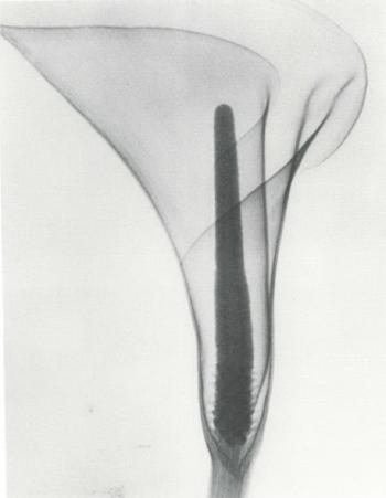 X-ray of a lily by 
																	Dain L Tasker