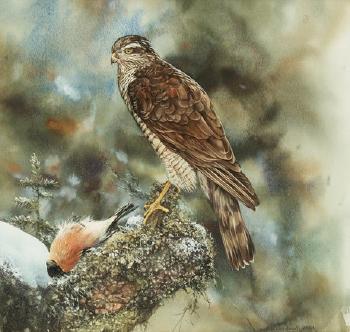 Sparvhök (Sparrowhawk) by 
																	Bo Lundwall