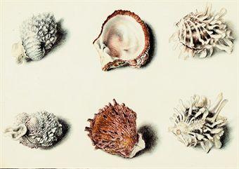 Seven studies of sea shells and coral by 
																	William Hamilton Yatman