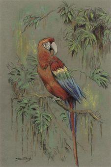 Macaw on a branch by 
																	Raymond John Vandenbergh