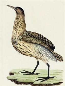 Studies of birds for Martinus Houttuyn's, Nederlandsche Vogelen by 
																	Cornelius Nozeman