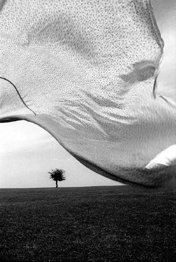 In wind by 
																	Kourosh Adim