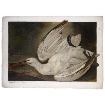 A Dead Spoonbill; On The Verso, A Further Study Of The Bird's Head by 
																	Jacob Xavier Vermoelen