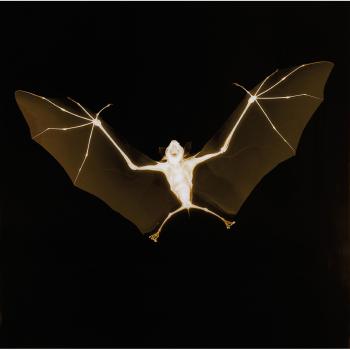 Bat by 
																	Nick Veasey