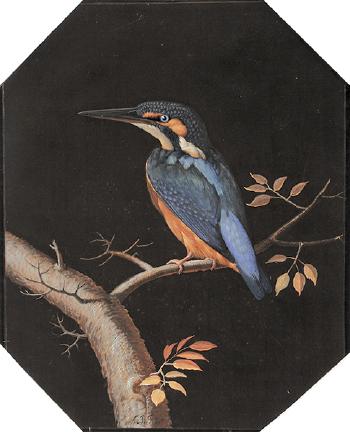 Eisvogel by 
																	August Johann Rosel von Rosenhof