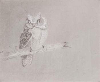 Owl by 
																	 Yang Liqi