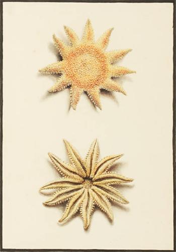 Starfish by 
																	William Hamilton Yatman