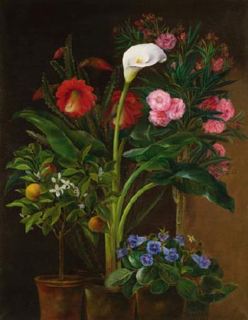 Orange Tree, Streptocarpus, Oleander, a Calla Lily And Cactus Flowers by 
																	Louise Garlieb
