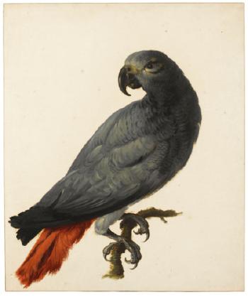 A Grey Parrot by 
																	Jan Hendrik Nicolaij