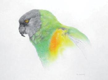 Senegal parrot by 
																	Martin Aveling