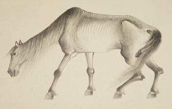 Emaciated horse by 
																			 Tu Lan Qing