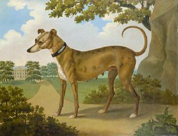 A brown Whippet on the grounds of a country house by 
																	J Hardman