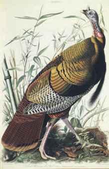 The Birds of America; from Original Drawings by 
																	John James Audubon