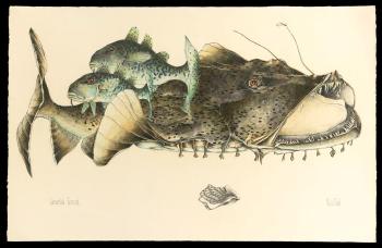Goosefish Tomcod by 
																	Niels Obel