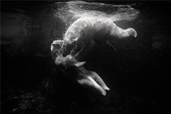 Polar Bears Underwater by 
																	Britta Jaschinski
