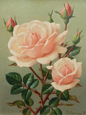 Pink roses by 
																	Jan Voerman