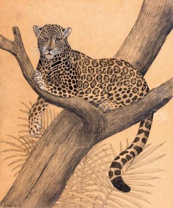 Jaguar sur une branche by 
																	Claude Rabanit