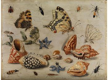 Muscheln, Schmetterlinge, Blumen und Insekten auf weissem Grund by 
																			Jan van Kessel