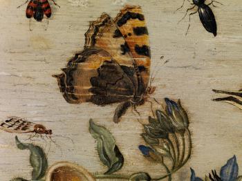 Muscheln, Schmetterlinge, Blumen und Insekten auf weissem Grund by 
																			Jan van Kessel