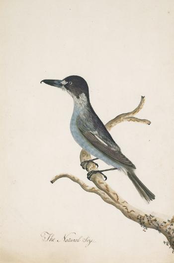 Hook-billed shrike (grey butcher bird) by 
																	 Sydney Bird Painter