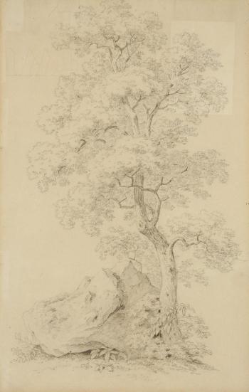 A Study of a Tree by 
																	Antonin Manes