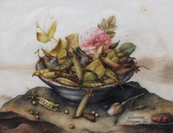 Nature morte aux petits pois, et deux roses dans une vasque en céramique bleue posée sur un tertre by 
																	Giovanna Garzoni