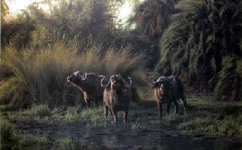 Okavango morning by 
																	Paul Augustinus