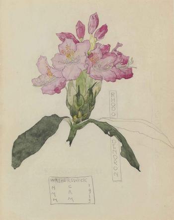 Study of a rhododendron by 
																	Margaret MacDonald Mackintosh
