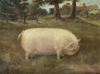 A Large White sow by 
																	E S England
