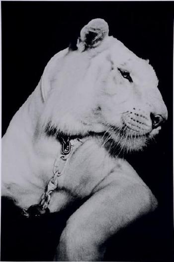White tiger, Las Vegas by 
																	Michel Haddi