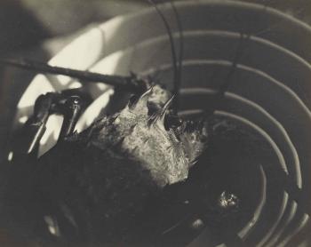 Untitled (lobster on a plate) by 
																	Shigemi M Uyeda