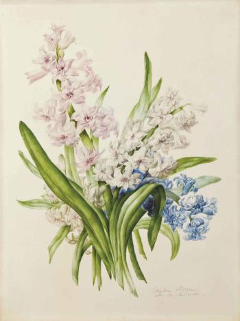 Jacinthe rose, blanche et bleue by 
																	Caroline Adrien