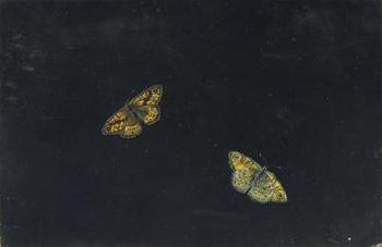 Zwei Schmetterlinge by 
																	Giovanna Garzoni