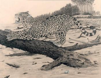 Jaguar s'étirant by 
																	Claude Rabanit