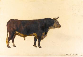 An Album Of Studies Of Different Varieties Of Oxen Common In The British Isles by 
																			George Garrard