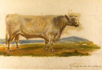 An Album Of Studies Of Different Varieties Of Oxen Common In The British Isles by 
																			George Garrard