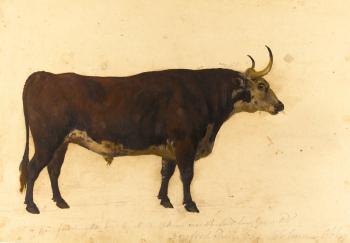 An Album Of Studies Of Different Varieties Of Oxen Common In The British Isles by 
																			George Garrard