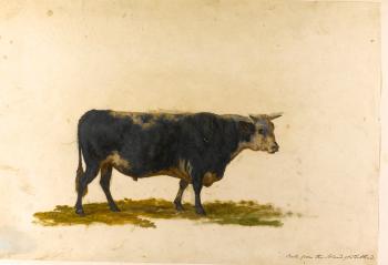 An Album Of Studies Of Different Varieties Of Oxen Common In The British Isles by 
																			George Garrard