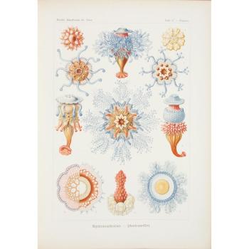 Kunstformen der Natur.  Hundert Illustrationstafeln mit beschreibendem Text by 
																	Ernst Haeckel