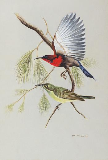 Kelicap Sepah Raja (Crimson Sunbird) by 
																	 Ong Soo Keat