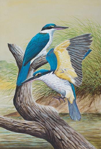 Pekaka Sungai (White-collared Kingfisher) by 
																	 Ong Soo Keat