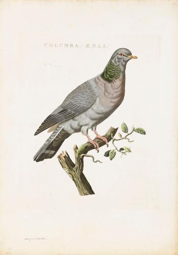 Doves by 
																			Cornelius Nozeman