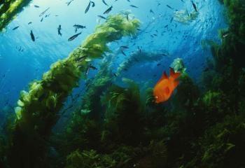 Garibaldi Fish in Giant Kelp forest, Catalina Island, Channel Islands, California, 2001 by 
																	Tim Laman