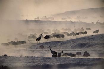 Red-Crowned Cranes in Morning Mist, Hokkaido Island, Japan, 2004 by 
																	Tim Laman