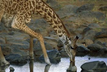 Masai Giraffe in the Dry Season, Masai Mara National Reserve, Kenya, 2008 by 
																	 Yva Momatiuk and John Eastcott