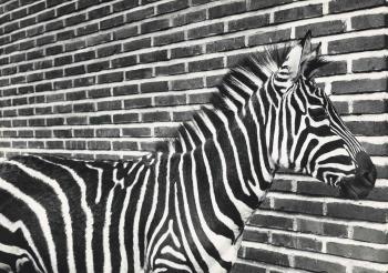 Zebra by 
																	P K Jaskari