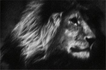 Lone Lion, Tanzania, Africa by 
																	Britta Jaschinski